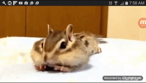 Rescued Chipmunk Finds Joy in Fresh Sheets—Heartwarming Discovery