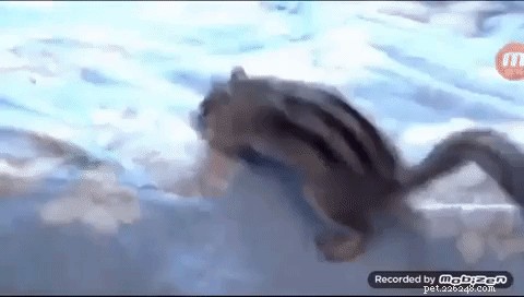 Rescued Chipmunk Finds Joy in Fresh Sheets—Heartwarming Discovery