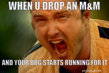 21 Relatable Moments Every Pet Owner Will Recognize