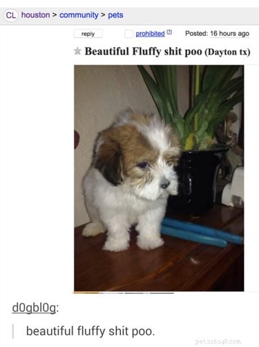 21 Relatable Moments Every Pet Owner Will Recognize