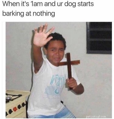 21 Relatable Moments Every Pet Owner Will Recognize