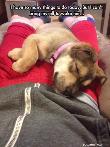 21 Relatable Moments Every Pet Owner Will Recognize