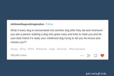 21 Relatable Moments Every Pet Owner Will Recognize