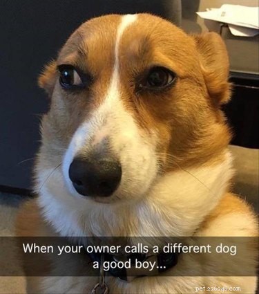 21 Relatable Moments Every Pet Owner Will Recognize