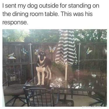 21 Relatable Moments Every Pet Owner Will Recognize