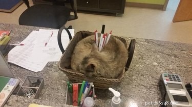 20 Remarkable Animals Ready to Quit Their Day Jobs