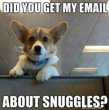 20 Remarkable Animals Ready to Quit Their Day Jobs