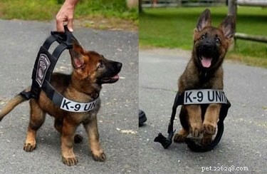 20 Remarkable Animals Ready to Quit Their Day Jobs