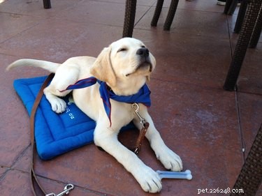 20 Remarkable Animals Ready to Quit Their Day Jobs