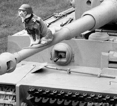 20 Remarkable Animals Ready to Quit Their Day Jobs