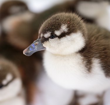 Auckland Zoo Welcomes Endangered Blue Ducklings, Spotlighting Conservation Efforts