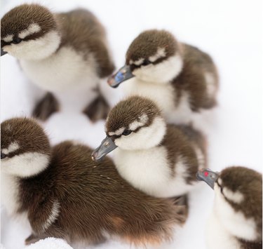 Auckland Zoo Welcomes Endangered Blue Ducklings, Spotlighting Conservation Efforts