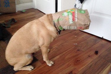 19 Pets Struggling With Eating