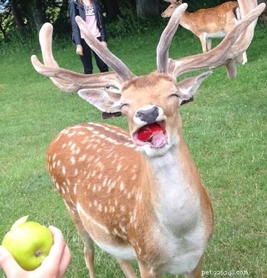 19 Pets Struggling With Eating