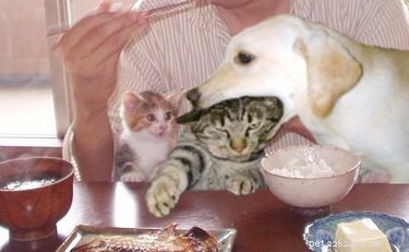 19 Pets Struggling With Eating