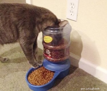 19 Pets Struggling With Eating
