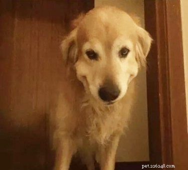 19 Pets Struggling With Eating