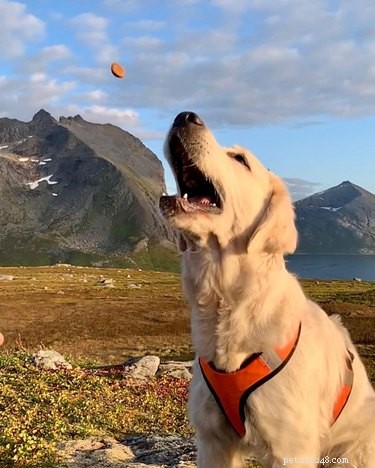 19 Pets Struggling With Eating