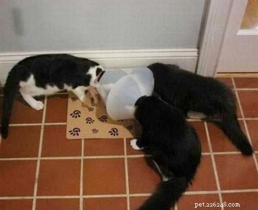 19 Pets Struggling With Eating
