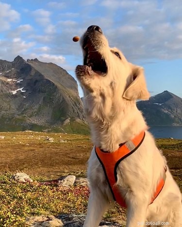 19 Pets Struggling With Eating
