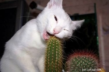 19 Pets Struggling With Eating