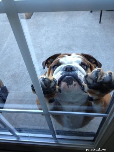 19 Pets That Will Urge You to Open the Door for Them