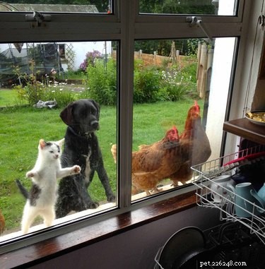 19 Pets That Will Urge You to Open the Door for Them