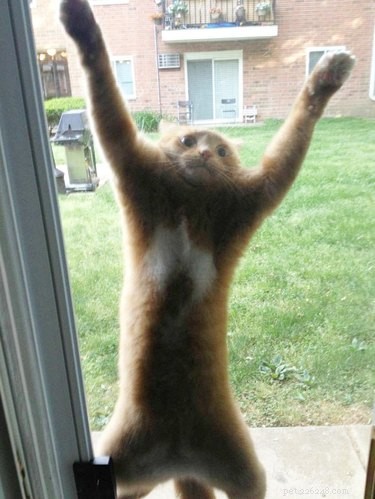 19 Pets That Will Urge You to Open the Door for Them