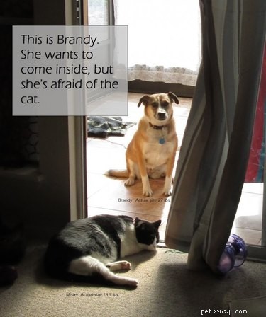 19 Pets That Will Urge You to Open the Door for Them