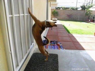 19 Pets That Will Urge You to Open the Door for Them