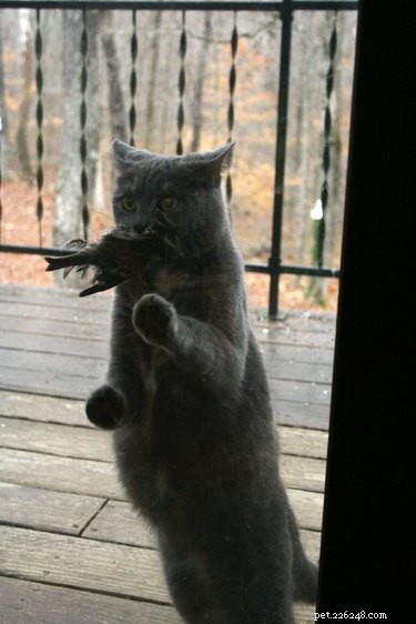 19 Pets That Will Urge You to Open the Door for Them