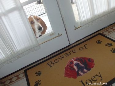 19 Pets That Will Urge You to Open the Door for Them