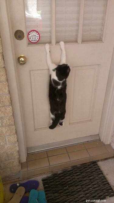 19 Pets That Will Urge You to Open the Door for Them