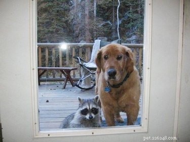 19 Pets That Will Urge You to Open the Door for Them