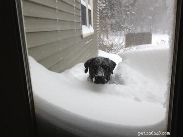19 Pets That Will Urge You to Open the Door for Them