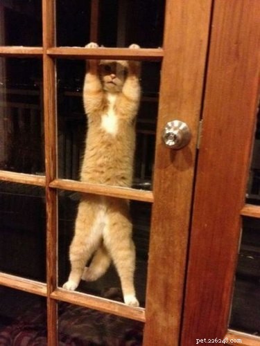 19 Pets That Will Urge You to Open the Door for Them