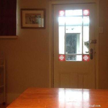 19 Pets That Will Urge You to Open the Door for Them