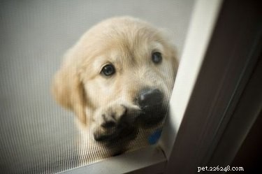 19 Pets That Will Urge You to Open the Door for Them