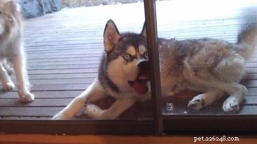 19 Pets That Will Urge You to Open the Door for Them