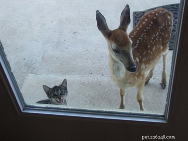 19 Pets That Will Urge You to Open the Door for Them