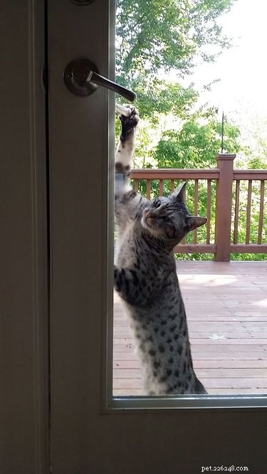 19 Pets That Will Urge You to Open the Door for Them