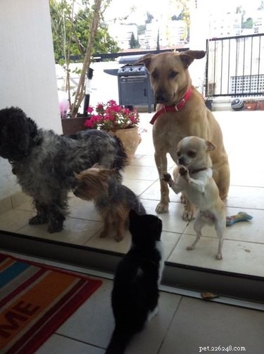 19 Pets That Will Urge You to Open the Door for Them