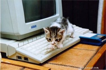 19 Iconic 90s Pets You Can t Miss