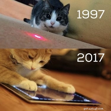19 Iconic 90s Pets You Can t Miss