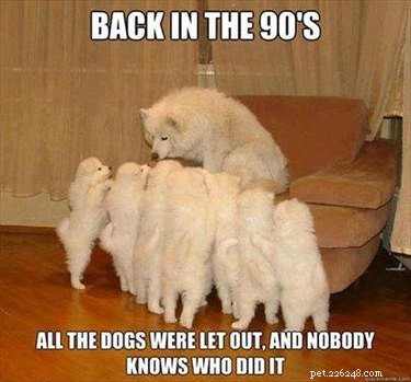 19 Iconic 90s Pets You Can t Miss