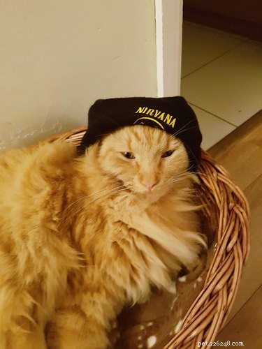 19 Iconic 90s Pets You Can t Miss