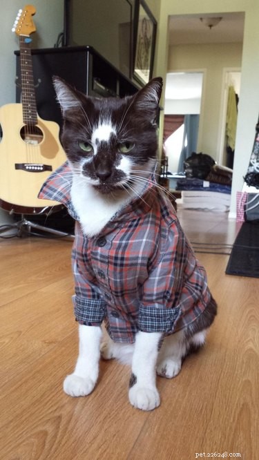 19 Iconic 90s Pets You Can t Miss