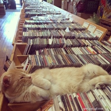 19 Iconic 90s Pets You Can t Miss
