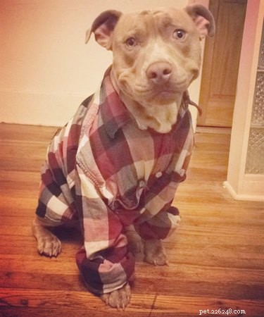 19 Iconic 90s Pets You Can t Miss