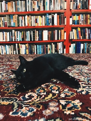 19 Iconic 90s Pets You Can t Miss